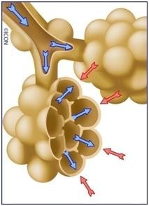 Alveolar Forces